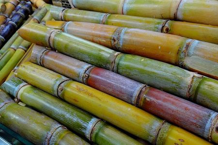 Coffee, Chocolate and Sugarcane Tour La Fortuna