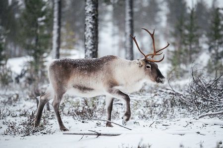 Wild Reindeers Safari + Lunch in Glass Igloo (private service)