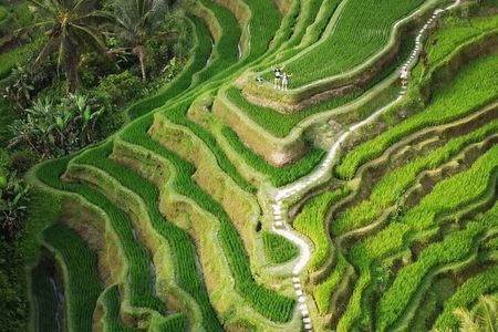Ubud Tour: Monkey Forest, Rice Terrace, Waterfall, Water Temple 