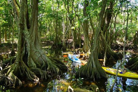 Guided Kayaking Tour of the Mitan Pond and its Mangrove