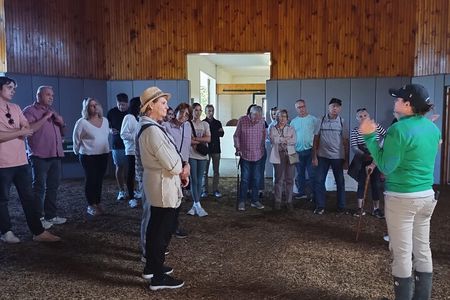 Half-Day Thoroughbred Horse Farm Tour in Kentucky