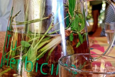 Wild and Medicinal Dominica Private Tour