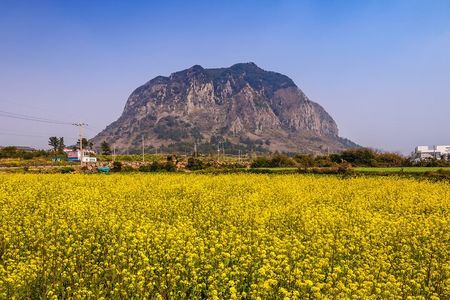 Jeju West and South Canola Flower Guided Tour 