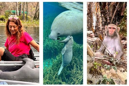 Silver Springs Clear Kayak Manatee & Monkey Adventures