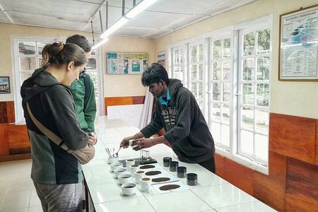 Tea Experience Tour in Haputale with Lunch at a Village house
