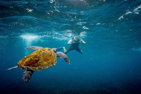 Snorkeling with Turtles at Cook Island Aquatic Reserve