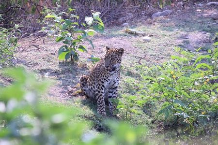 Wildlife Jungle Jeep Safari Ranipur Range, Rajaji National Park