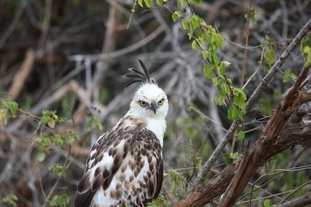 Full Day Safari Tour - Yala National Park (4.30am-6.30pm)