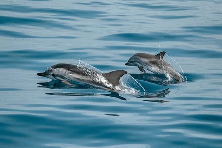 Half day Dolphin Watching + Dhow + Mountain safari -One day tour