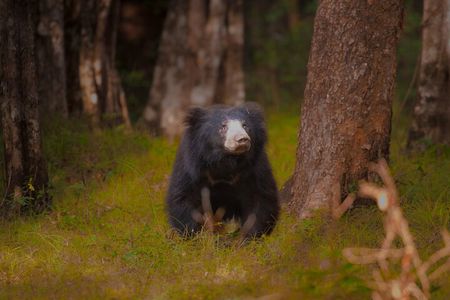From Ella: YALA SAFARI TOUR & Galle/Mirissa/Tangalle transfer