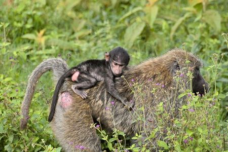 4 -days Masai Mara and Lake Nakuru guided safari from Nairobi