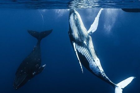 Watch and Swim with Humpback Whales in Moorea