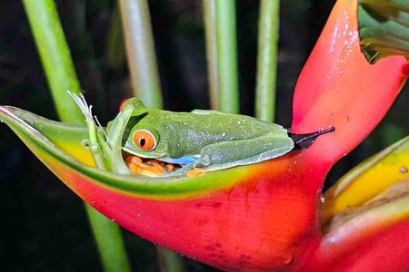 Arenal Volcano rainforest zip line+ horses+ lunch 