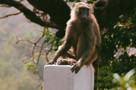 3 Days Exclusive Naaya Safari To Mole National Park
