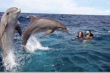 Dolphin tour in Mnemba Island, Spice Farm with Lunch