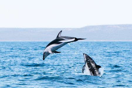 Nautical Adventure in Search of Dolphins