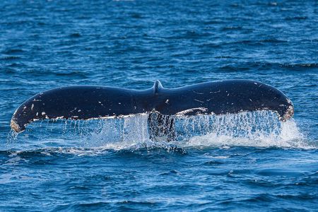 Wildlife and Scenery in Ketchikan