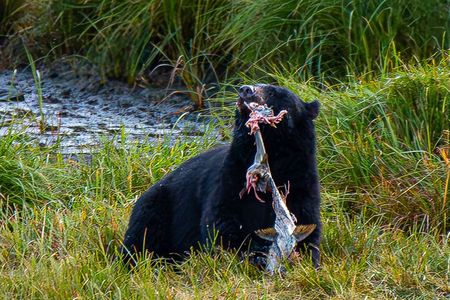 Private Tour: Alaskan Wildlife & Scenery, Priced by Group Size