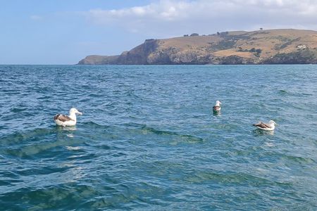 Harbour, Albatross and Wildlife Cruise on Otago Harbour