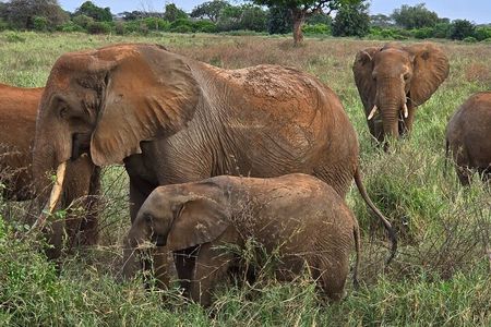 Elky Day Trip Tsavo East National Park