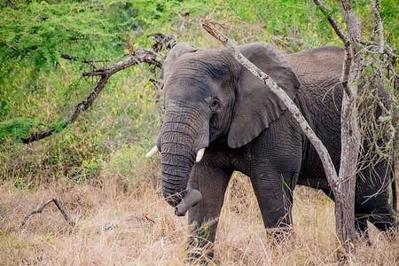 1 Day Akagera National Park Safari Adventure Quest