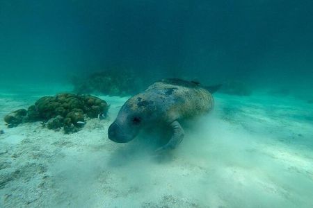 Hol Chan Marine Reserve and Shark Ray Snorkeling San Pedro Belize