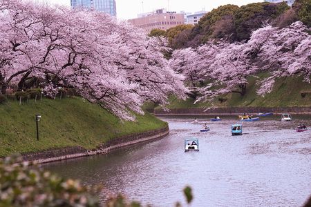 Hot Spring Bath / Onsen and Sakura / Cherry Blossom Viewing