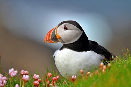 Puffin Boat Trip & Tantallon Castle Day Trip from Edinburgh