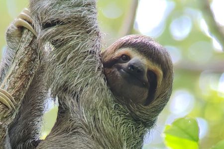 2-3-Hour Manuel Antonio Park Nature Guided Tour