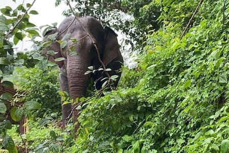 Elephant Sanctuary, Wat Ban Den & Sticky Waterfall