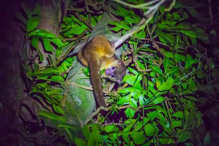 Kinkajou Night Walk Tour