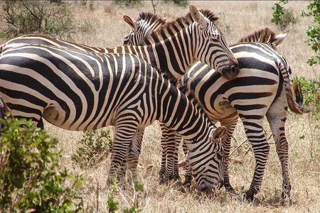 5 Days Tsavo West Amboseli and Tsavo East from Mombasa