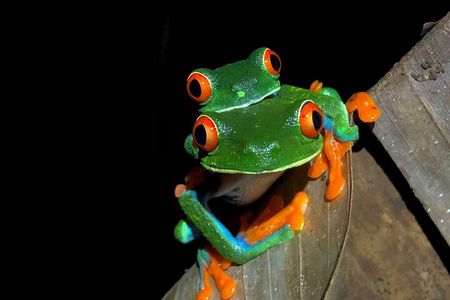 Sarapiqui Frog Experience: Night Experience in the Jungle.