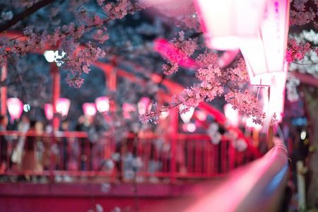 Tokyo Cherry Blossom Half Day Walking Tour with a Local Guide