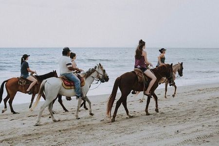 Explore the Desert or Seaside on Horseback In Sharm El Sheikh