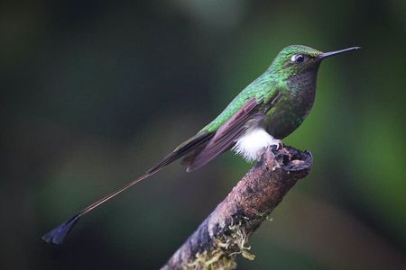 Mindo Cloud Forest Full Day (flexible itinerary)