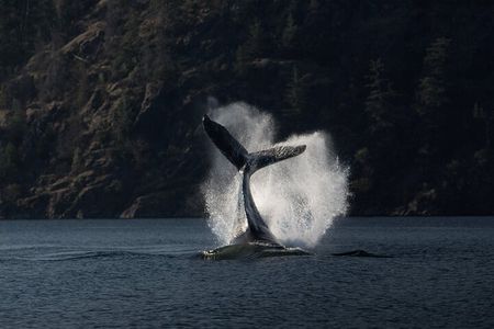 6 hour Zodiac Whale Watching Tour