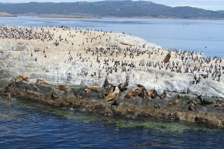 Navigation in the Beagle Channel with minitrekking USHUAIA