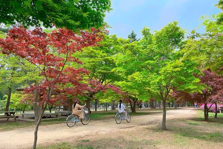 Nami Island, Apple Picking & The Alpaca Garden