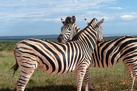 Port Elizabeth Half-Day Addo Elephant National Park Tour 