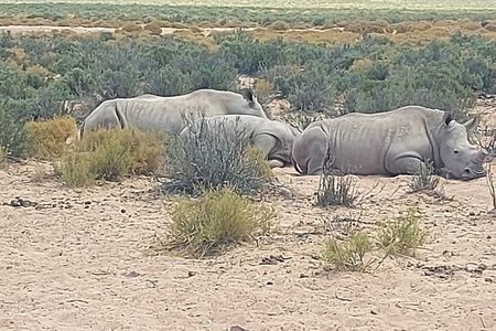 Full day Aquila Game Reserve Big 5 Safari with Wine Tasting Tour