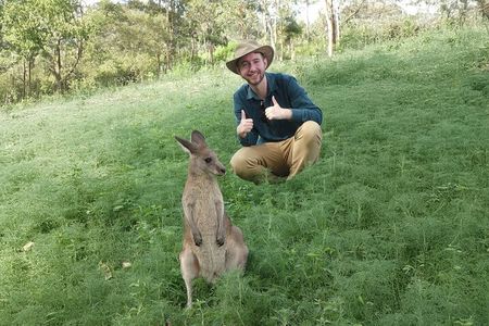 Kangaroo Wildlife Half Day Small Group Tour From Sydney