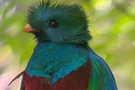 Monteverde Cloud Forest Preserve Tour