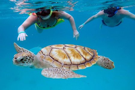 Che’s Snorkel trip! turtles, shipwrecks & photos (semi private)
