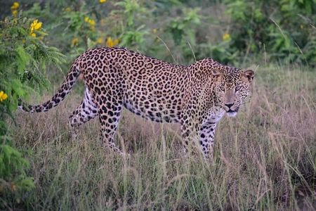 Yala National Park Private All-Inclusive Safari: Full or Half-Day