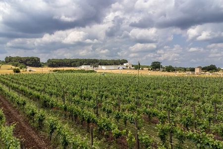 Authentic Marsala Wine Tasting Experience in a Historic Winery