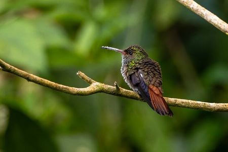 Curi-court Bird-Watching tour