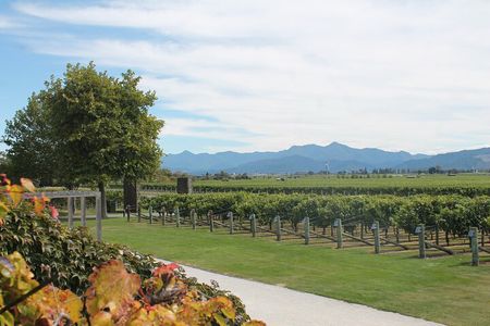 Marlborough Classic Wine Tasting Tour.