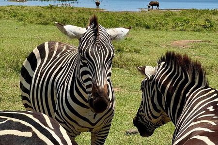 7 Days Amboseli-Lake Naivasha-Lake Nakuru & Masai Mara