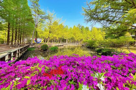 Nami Island One Day Trip with Gangchon Rail Bike from Seoul